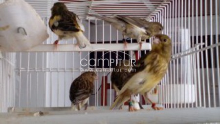 SE VENDE NINFAS, AGAPORNIS,DIAMANTES MANDARINES Y CANARIOS