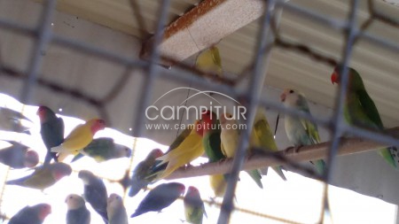 Foto 3 de SE VENDE NINFAS, AGAPORNIS,DIAMANTES MANDARINES Y CANARIOS