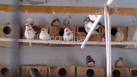 Foto 4 de SE VENDE NINFAS, AGAPORNIS,DIAMANTES MANDARINES Y CANARIOS