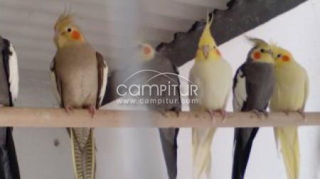 SE VENDE NINFAS, AGAPORNIS,DIAMANTES MANDARINES Y CANARIOS