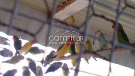Foto 2 de SE VENDE NINFAS, AGAPORNIS,DIAMANTES MANDARINES Y CANARIOS
