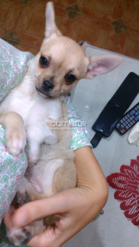 chihuahuas muy muy economicos