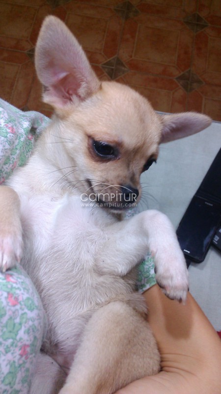 Foto 2 de chihuahuas muy muy economicos