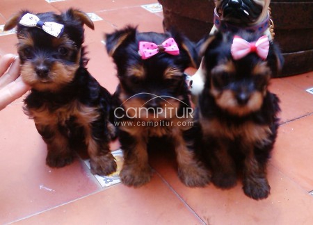 yorkshires  toys!