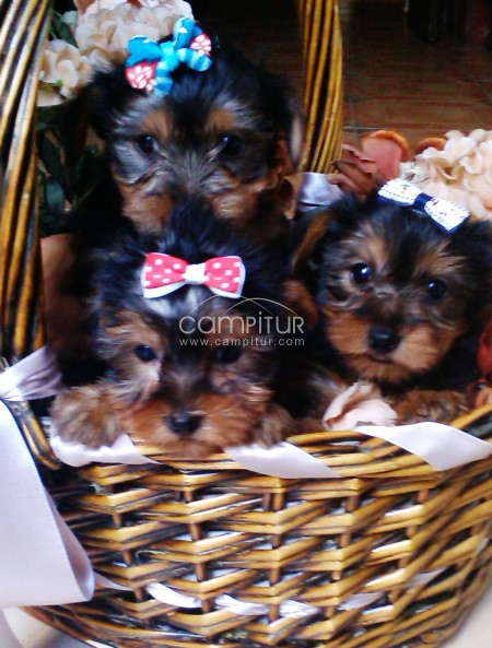 Foto 2 de yorkshires  toys!