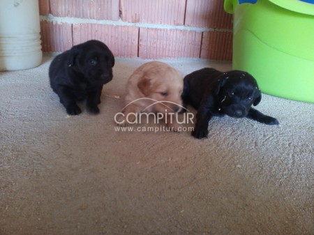 SE REGALAN CACHORROS DE UN MES.