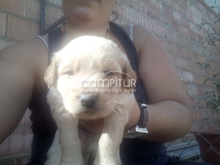 Foto 2 de SE REGALAN CACHORROS DE UN MES.