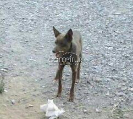 SE REGALA PODENCO PURO
