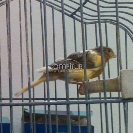 se venden canarios