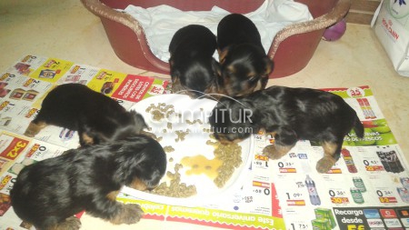 cachorros yorkshire macho