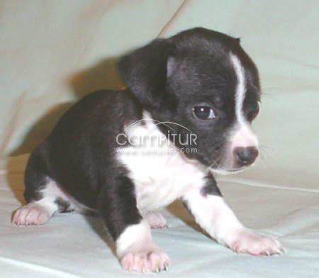 Chihuahua Toy 