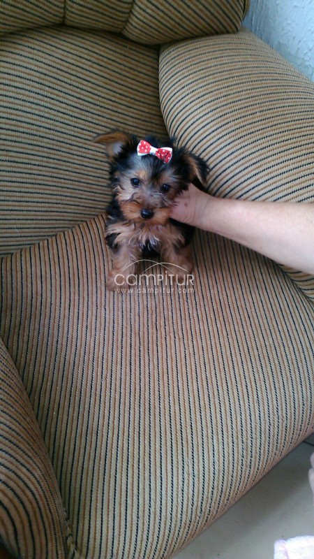 yorkshire pequeño  de tamaño macho