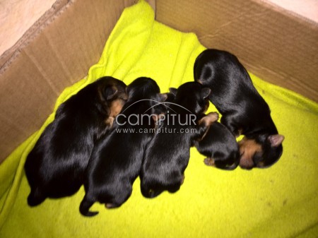 Vendo cachorros Yorkshire