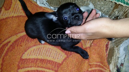 chihuahua macho precioso