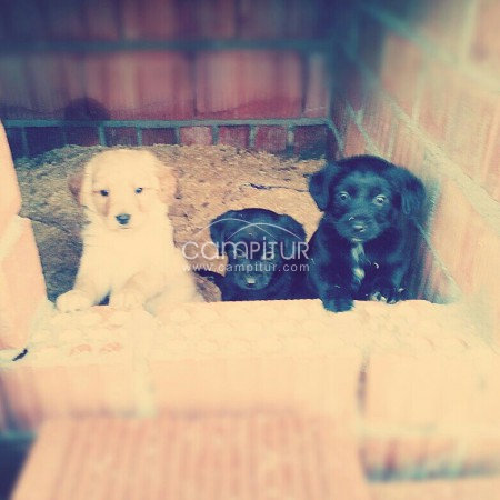 SE REGALAN CACHORROS DE UN MES.