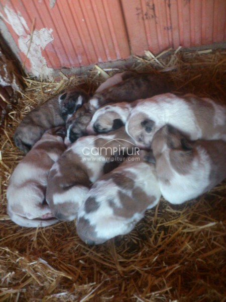 SE REGALAN CACHORROS DE MASTINES PUROS.