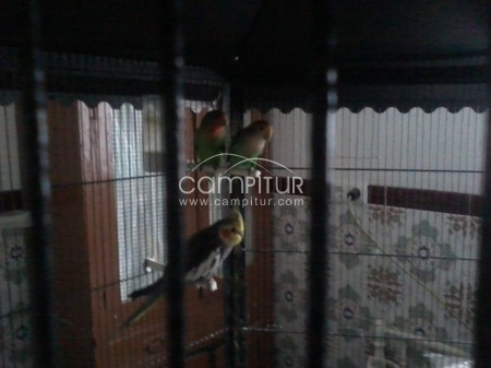 Venta de agapornis y ninfas