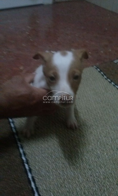 se vende podenca con dois meses