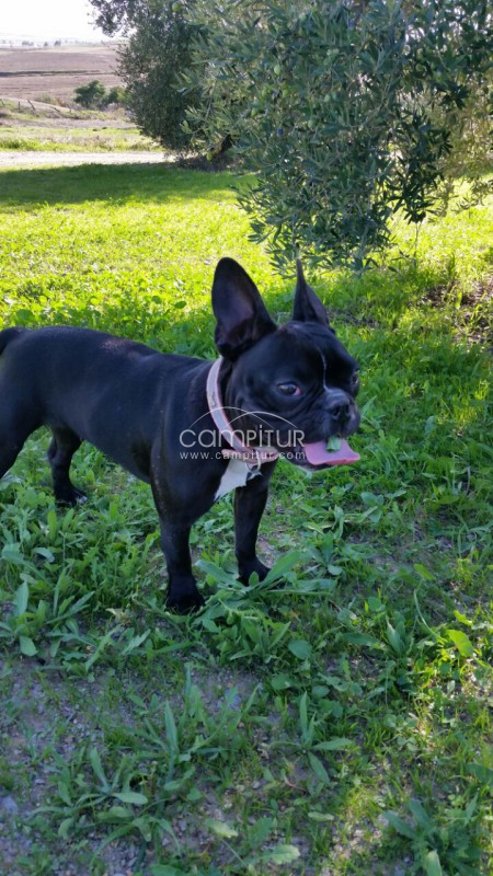 Se vende bulldog frances hembra