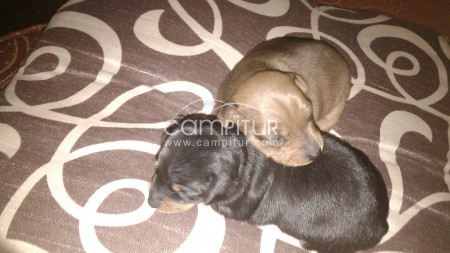 preciosos CACHORROS pincher!!!!!