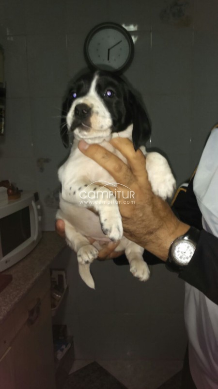 Se regalan 2 cachorros