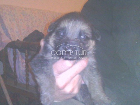 VENDO CACHORROS PASTOR ALEMAN PUROS