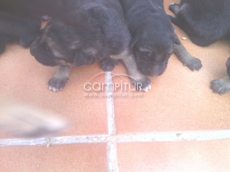 Foto 2 de VENDO CACHORROS PASTOR ALEMAN PUROS