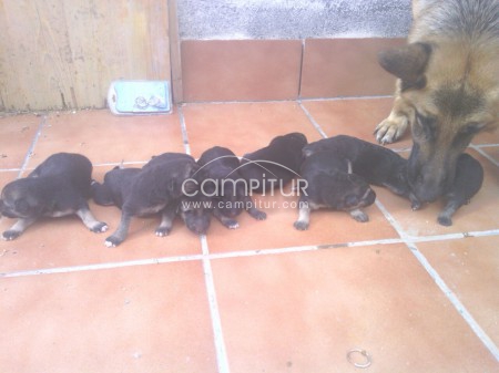 Foto 3 de VENDO CACHORROS PASTOR ALEMAN PUROS