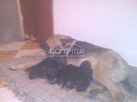 Foto 4 de VENDO CACHORROS PASTOR ALEMAN PUROS