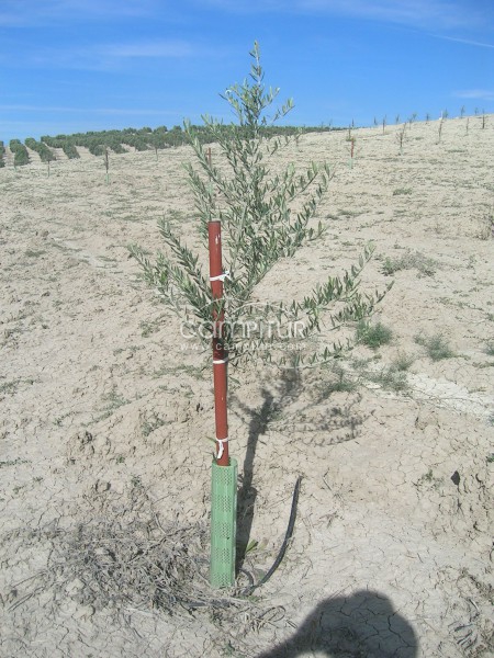 Busco tierra para olivar