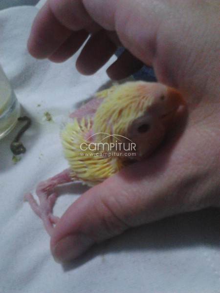 se venden agapornis papilleros