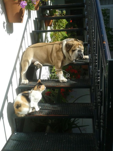 BULLDOG INGLES MACHO PARA MONTAS!!!
