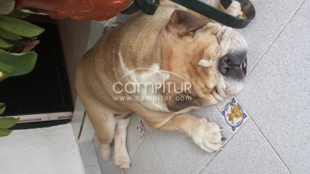 Foto 2 de BULLDOG INGLES MACHO PARA MONTAS!!!
