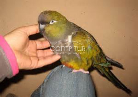 se vende loro barranquero