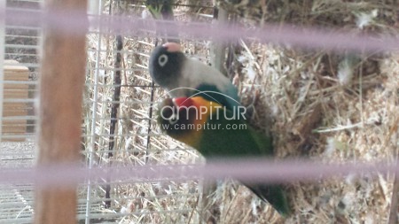 VENDO PAREJA DE AGAPORNIS PERSONATA 