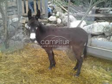 se venden dos burros enanos