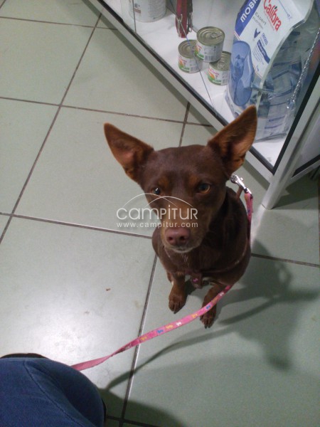 EN ADOPCIÓN PODENQUITA PEQUEÑA.