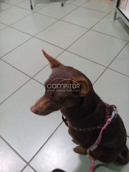 Foto 3 de EN ADOPCIÓN PODENQUITA PEQUEÑA.