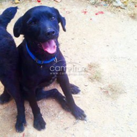 SE REGALA MESTIZO DE LABRADOR.