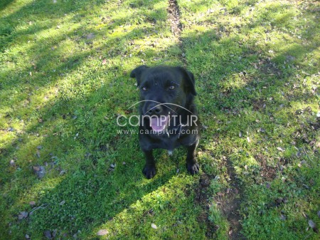 Foto 2 de SE REGALA MESTIZO DE LABRADOR.