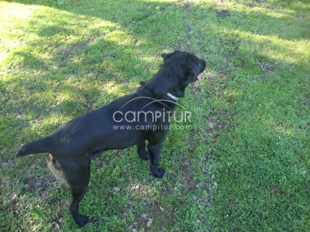 Foto 3 de SE REGALA MESTIZO DE LABRADOR.