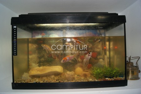 acuario