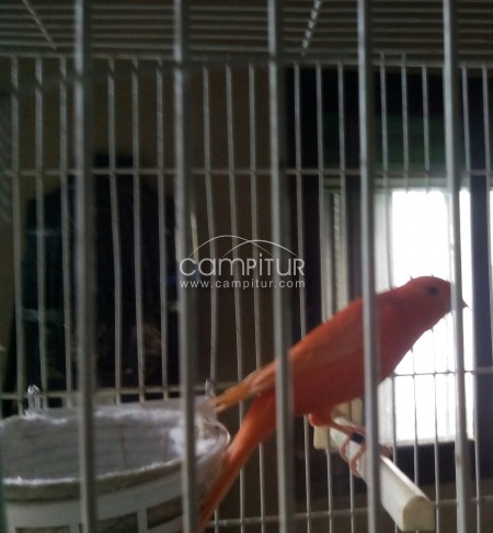 canario rojo intenso