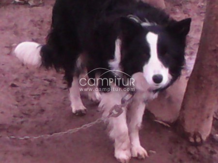 Se vende perra border collie