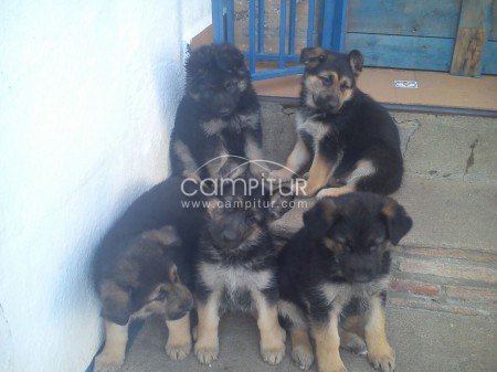Vendo perro de la Raza Pastor Alemán