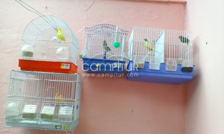se vende jaulas con canarios boladeira