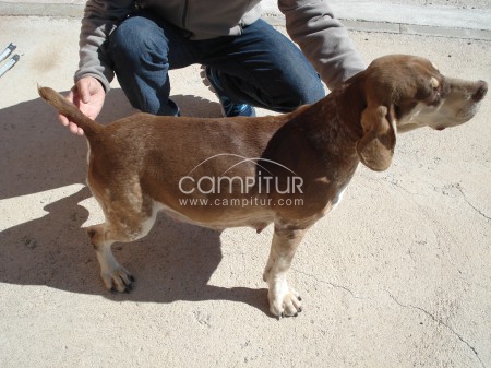 CACHORROS DE PACHÓN NAVARRO