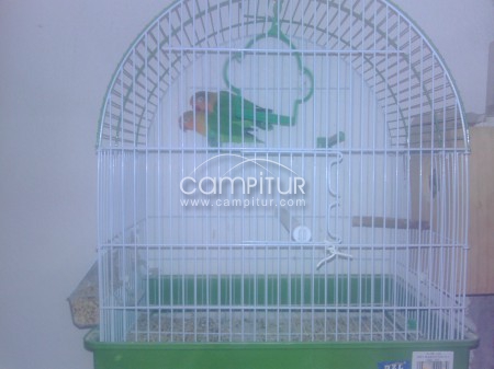 vendo collera agapornis
