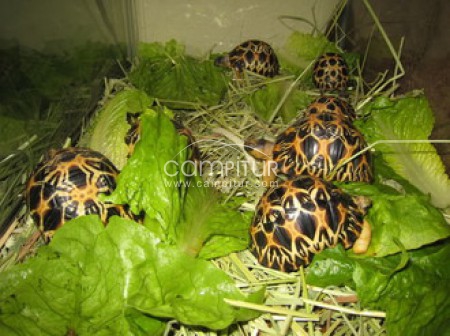 tortugas disponibles