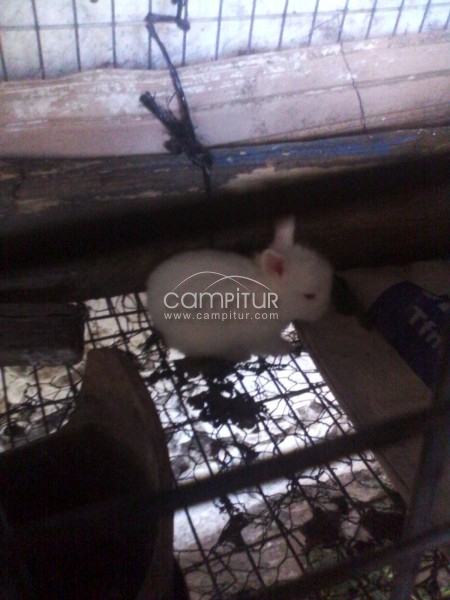 se venden 